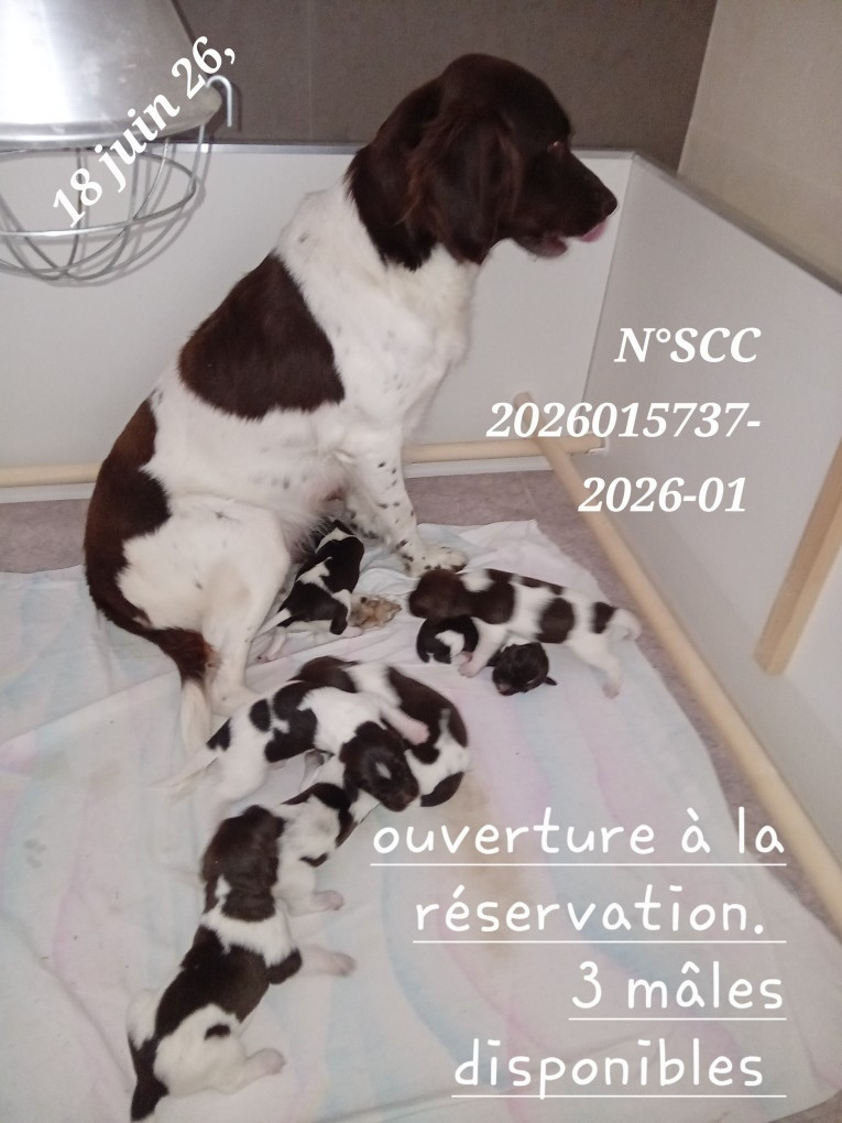 Chiot Petit Epagneul de Münster De La Futaie De Stheln