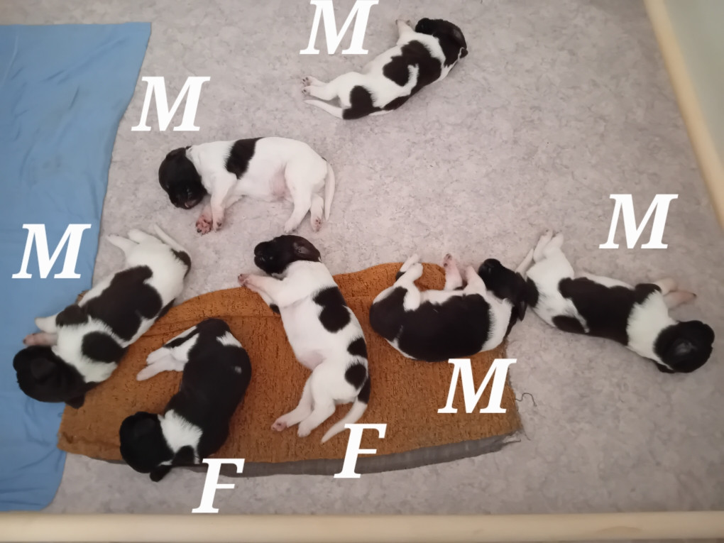 De La Futaie De Stheln - Chiots disponibles - Petit Epagneul de Münster